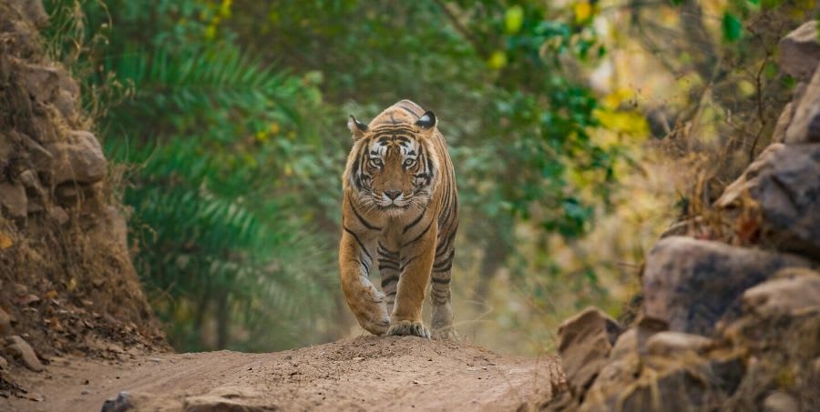 see-tigers-in-ranthambore-national-park.jpg