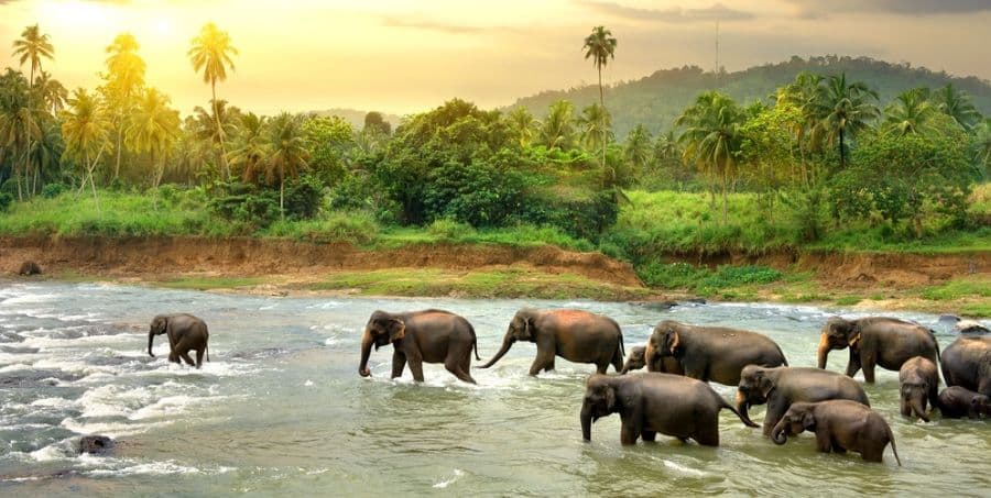 visit-pinnawela-elephant-orphanage-on-guided-sri-lanka-holiday.jpg