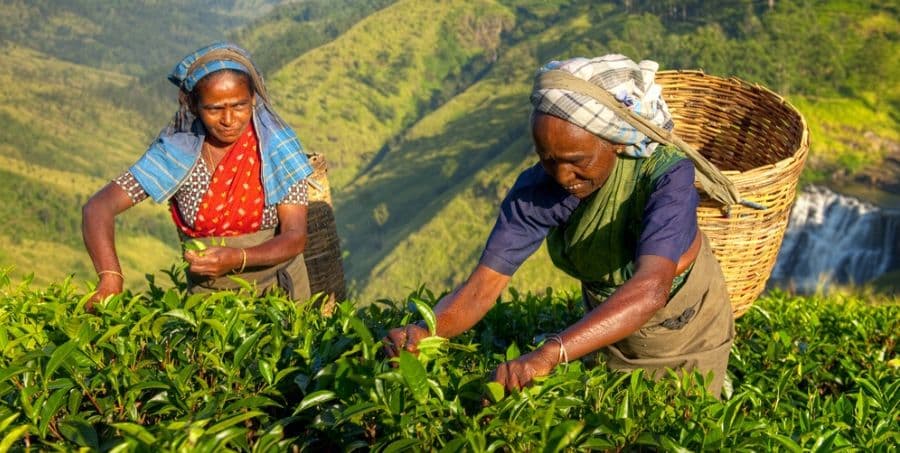 visit-tea-plantations-on-sri-lanka-holiday.jpg