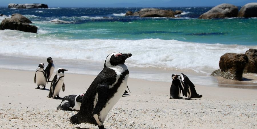 have-an-encounter-with-african-penguins.jpg
