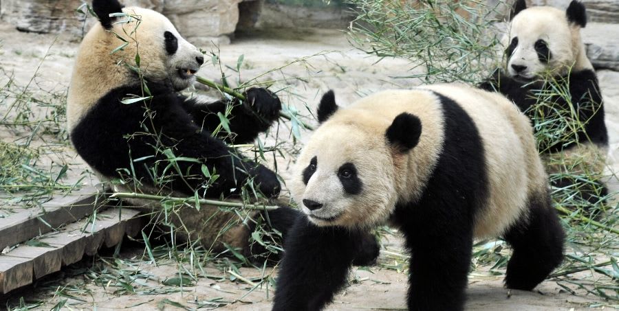 see-pandas-in-china.jpg
