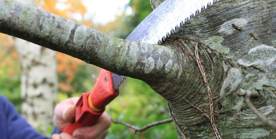 tree-triming-tips.jpg