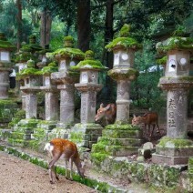 Nara Park