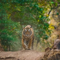 Ranthambore National Park