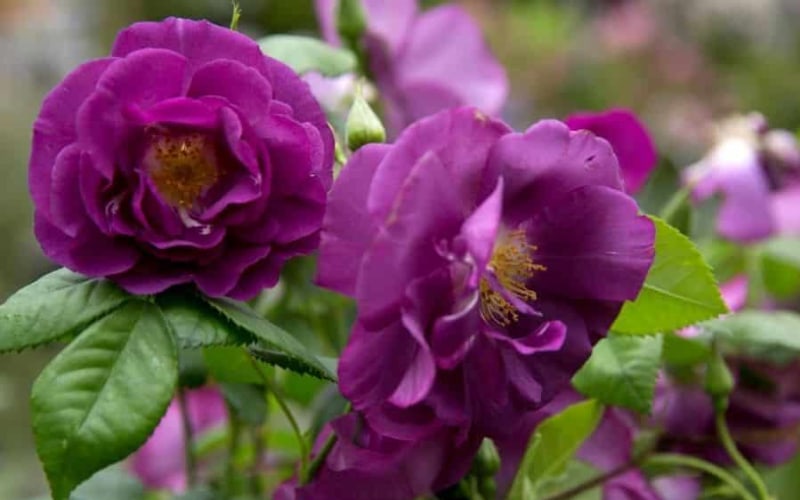 Top Gardening tips for Spring