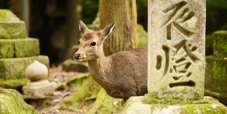 wildlife-in-japan.jpg