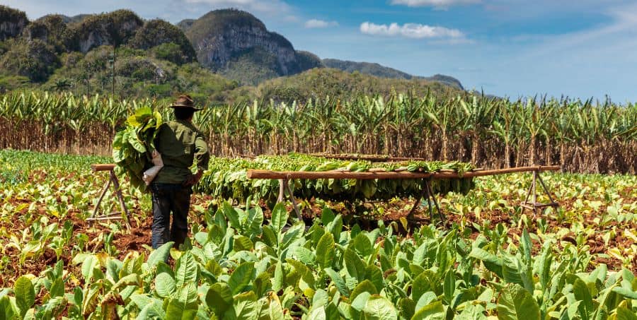 visit-tobacco-plantation-cuba-holiday.jpg