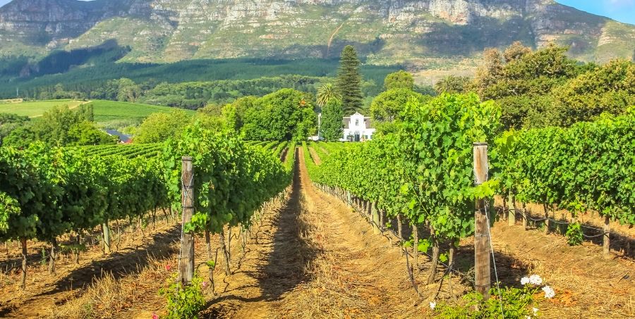 wine-tasting-in-stellenbosch.jpg