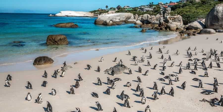 boulders-beach-south-africa.jpg