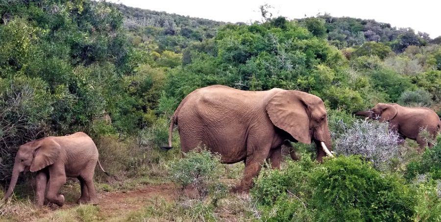 experience-african-safari.jpg