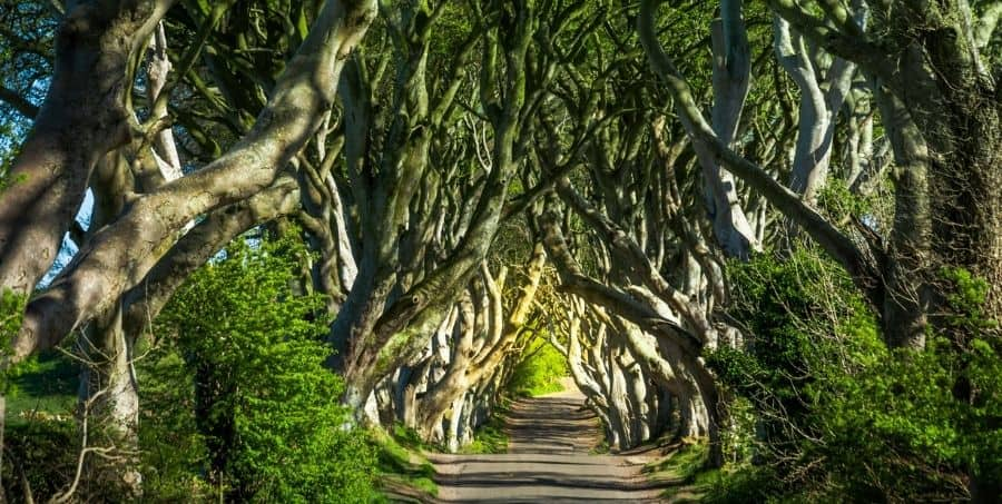 explore-dark-hedges-northern-ireland.jpg