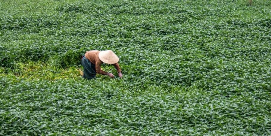 see-farming-life-vietnam-holiday.jpg