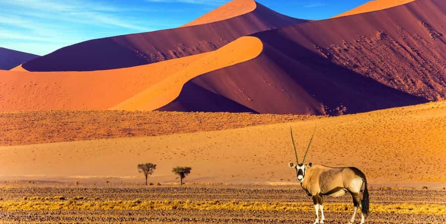 discover-namib-desert-namibia-tour.jpg