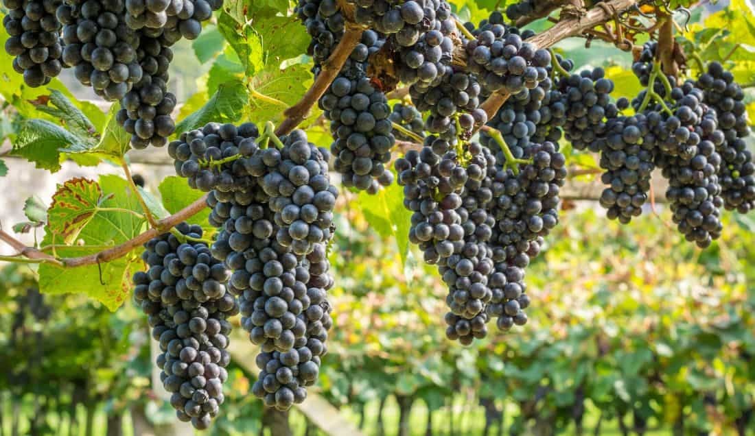 Visit a family run winery in Trentino 