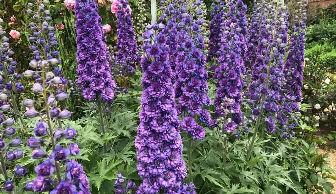 Experience the Gardens of East Anglia