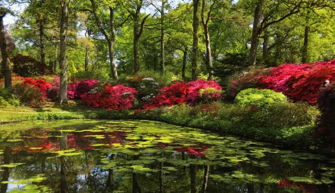 Discover Exbury Gardens