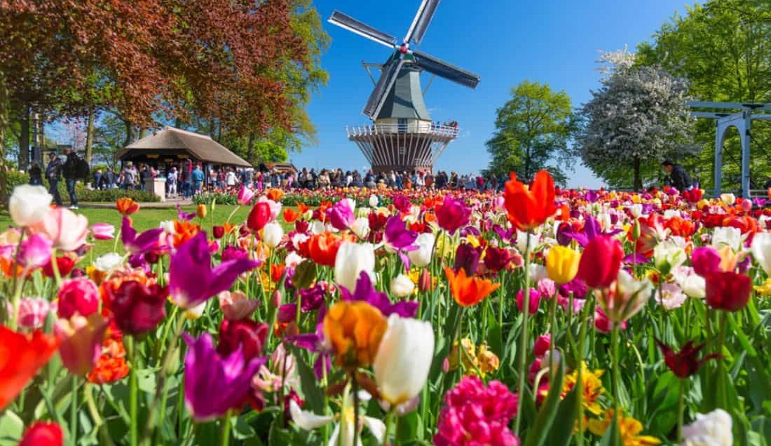 Keukenhof & The Bulbfields of Holland
