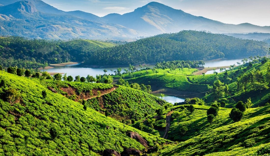 Visit a Tea Plantation in Munnar