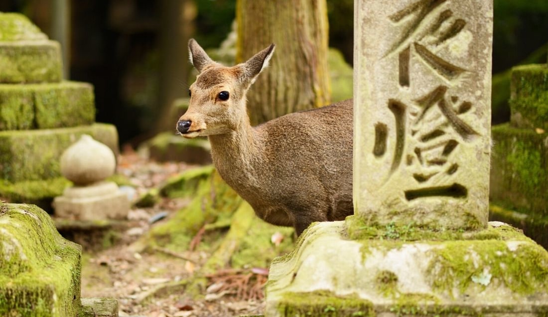 Guided Tour of Nara Park Japan