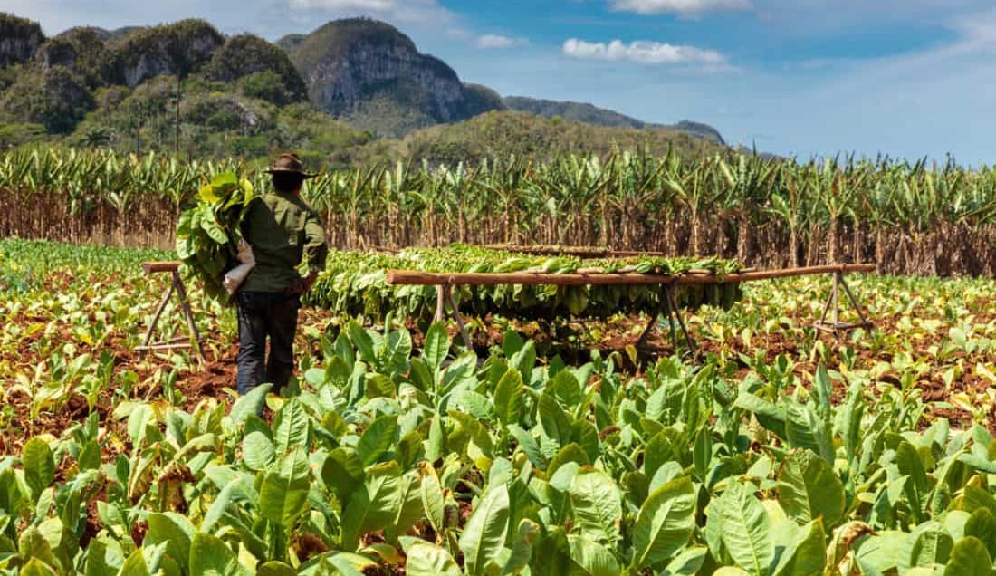 Visit a tobacco farm and learn more about Cuba's famous export