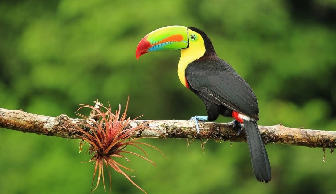 Enjoy colourful bird watching