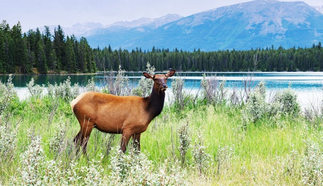 Take a day trip to Jasper