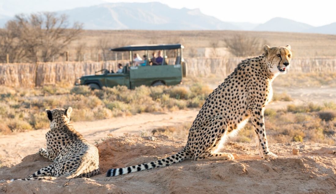 The beauty of a Safari Excursion