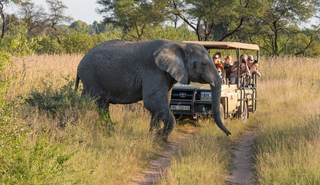 See Elephants on Safari in Cape Town