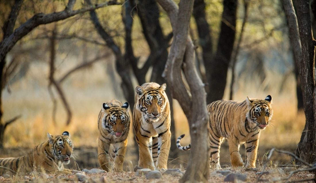 Excursion to Ranthambore