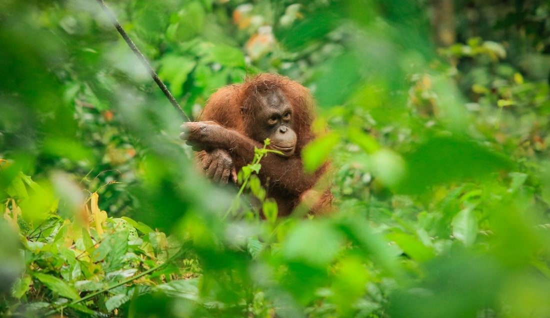 Explore Borneo & Malaysia
