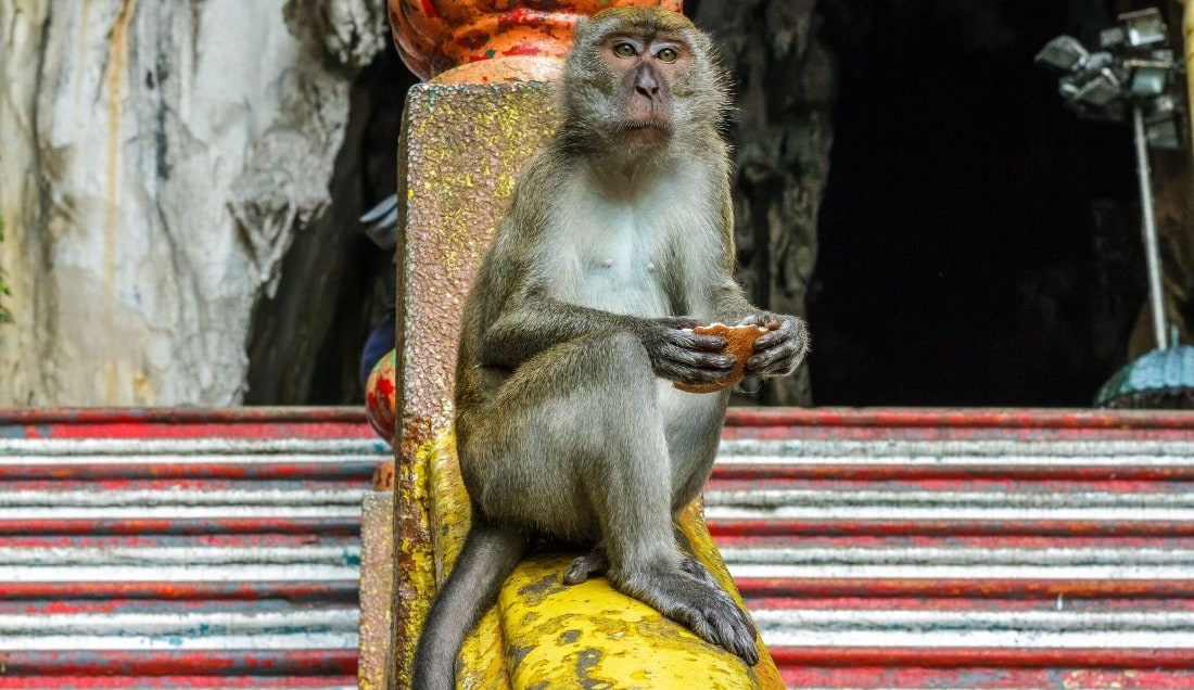 Visit the Batu Caves