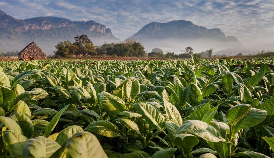 Discover the Process behind Cuban Cigars at Las Terrazas