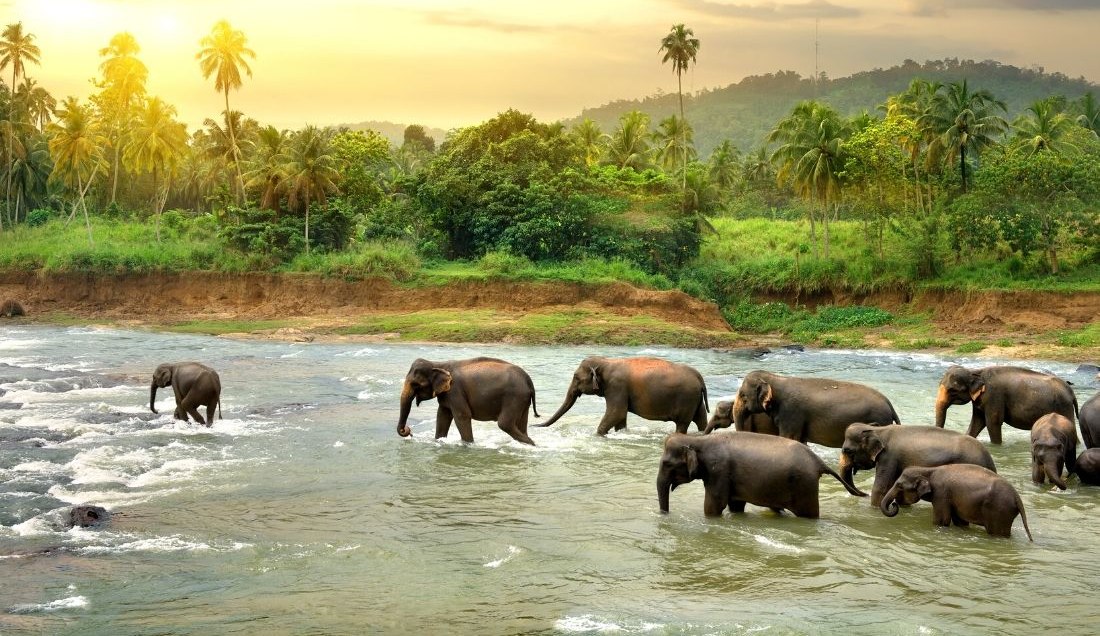 Udawalawe National Park Sri Lanka Guided Tours