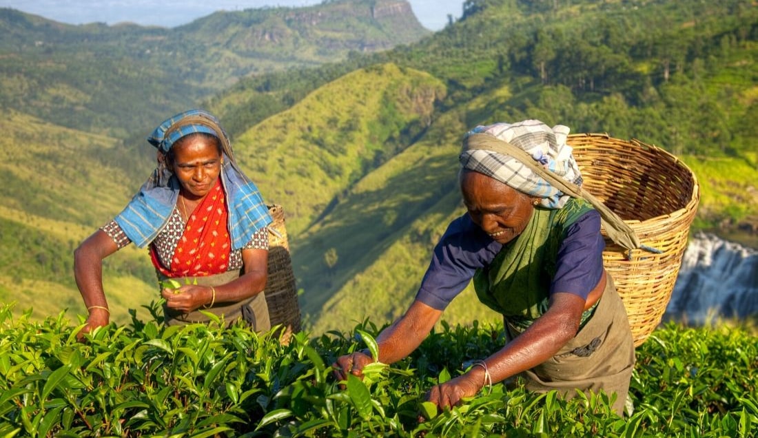 Discover the Tea Country of Sri Lanka