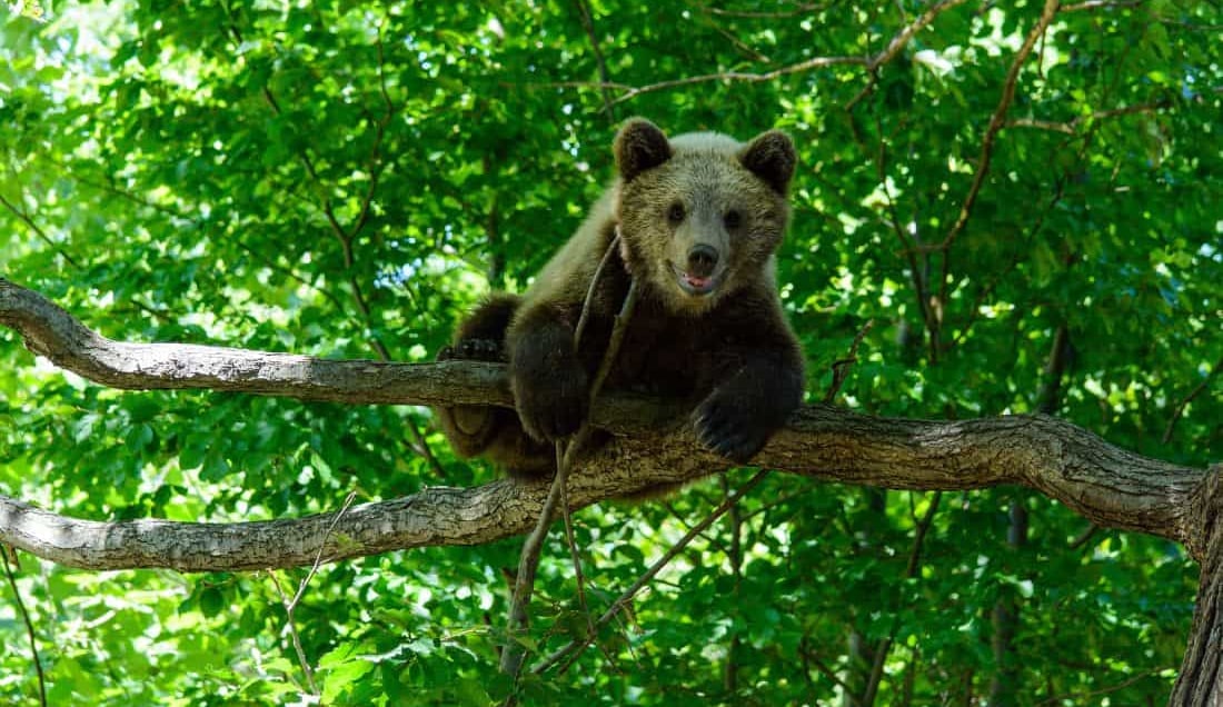 Visit Libearty Bear Sanctuary