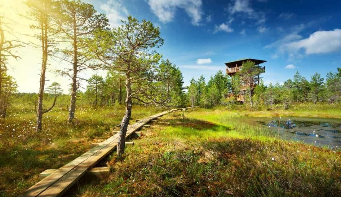 Visit Viru bog in Lahemma National Park
