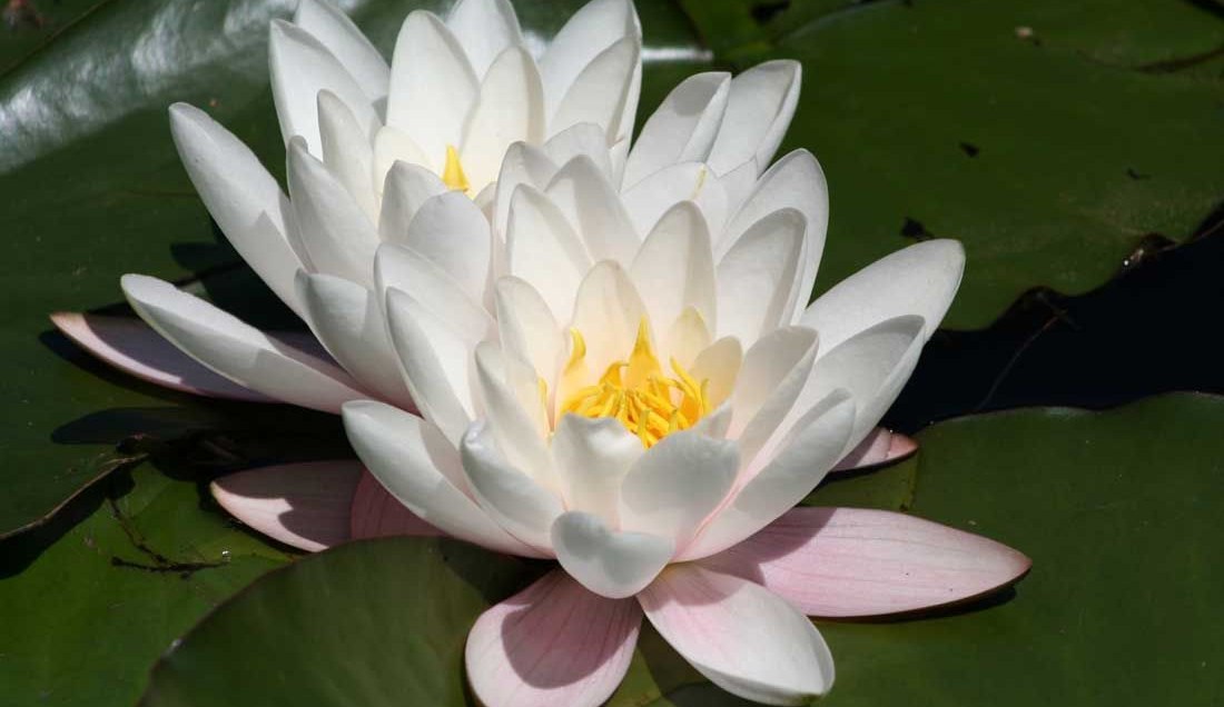 Discover Monets Garden