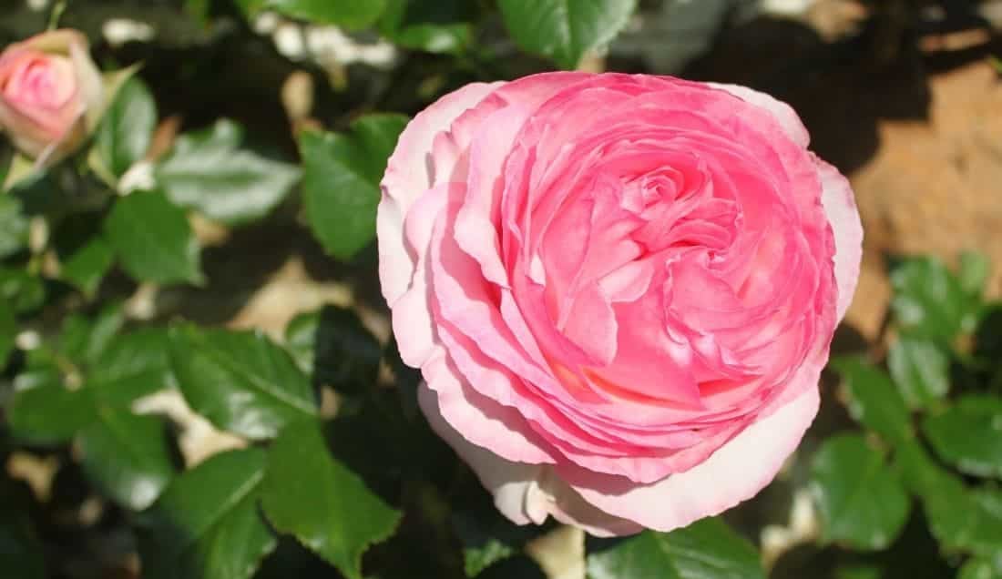 See the roses in the Garden of St Cosme Priory