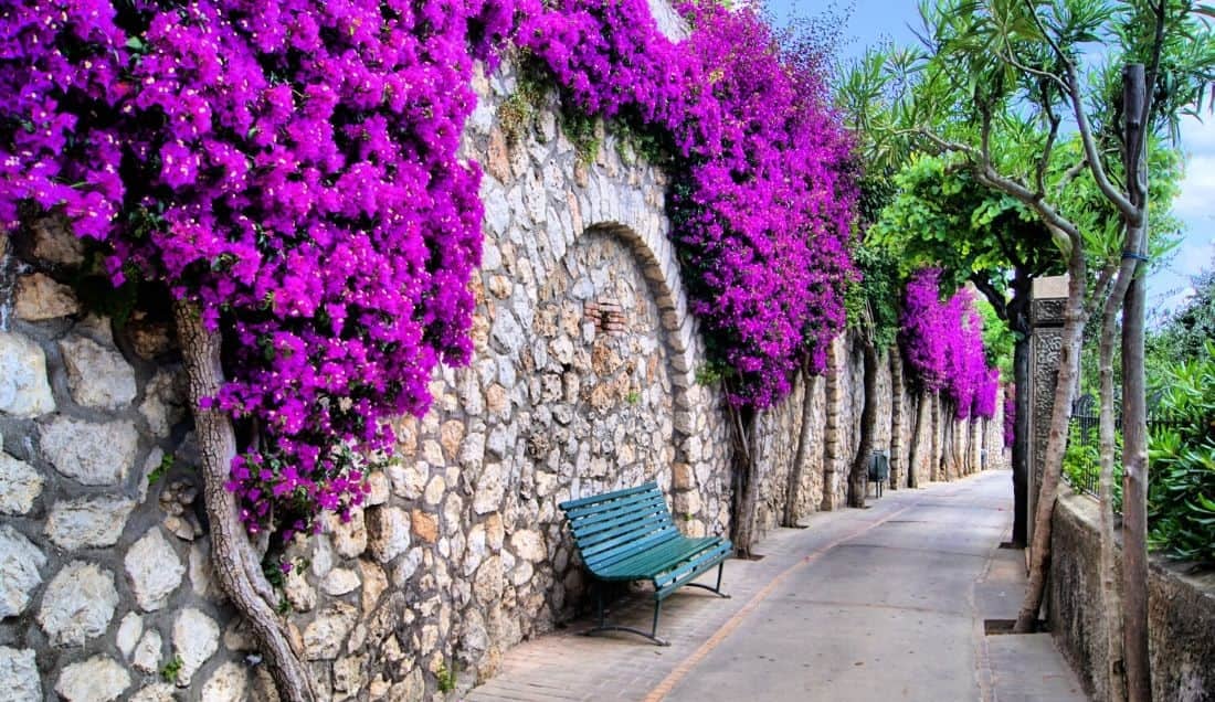 Enjoy free time exploring Capri