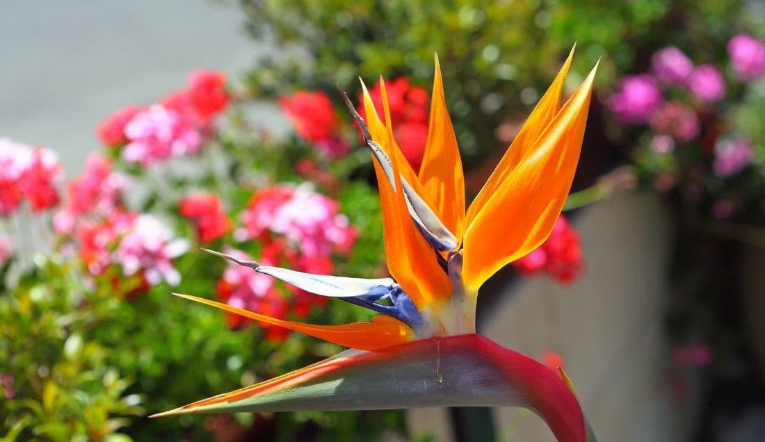 See incredible flora like the  Bird of Paradise flower