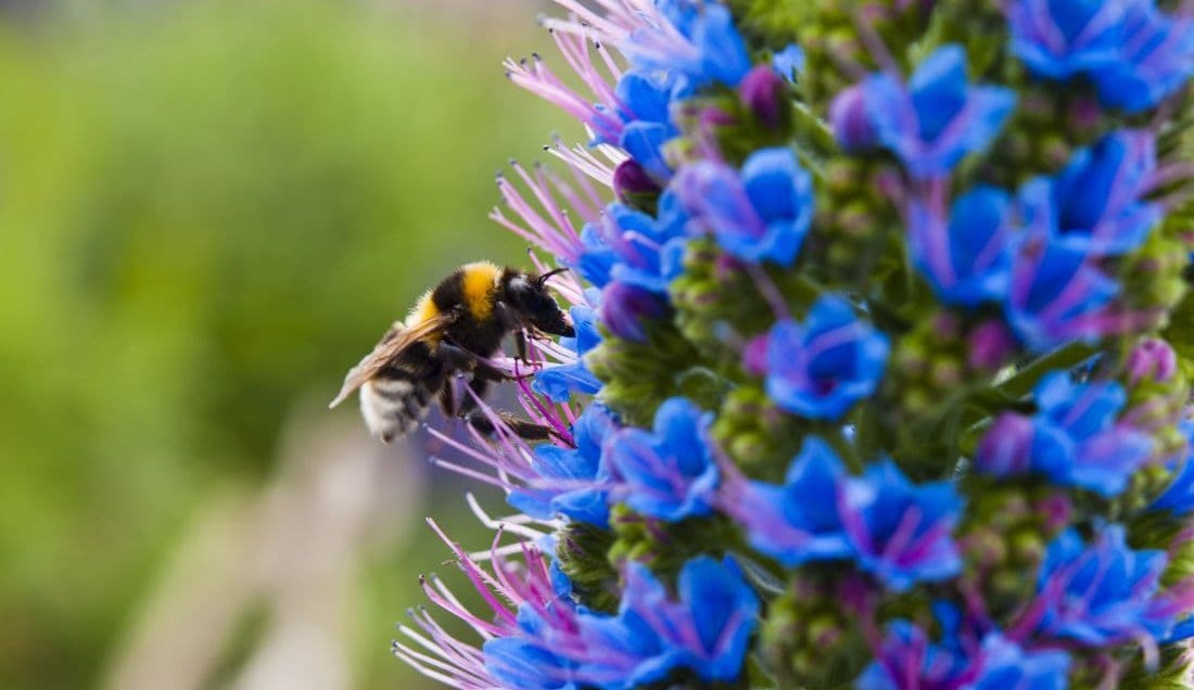 See Pride of Madeira Flowers