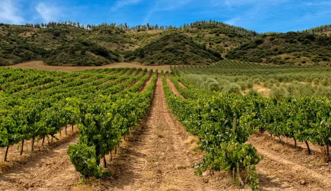 Visit La Rioja wine region