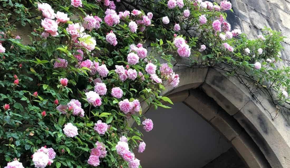 See the wonderful roses at Haddon Hall
