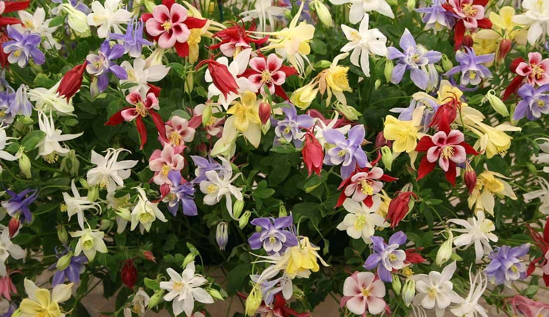 Discover a variety flowers at the Chelsea Flower Show