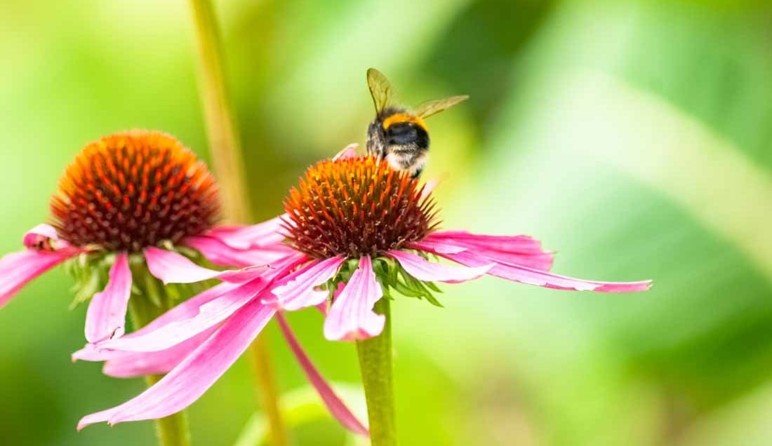 Experience the Eden Project in Cornwall England