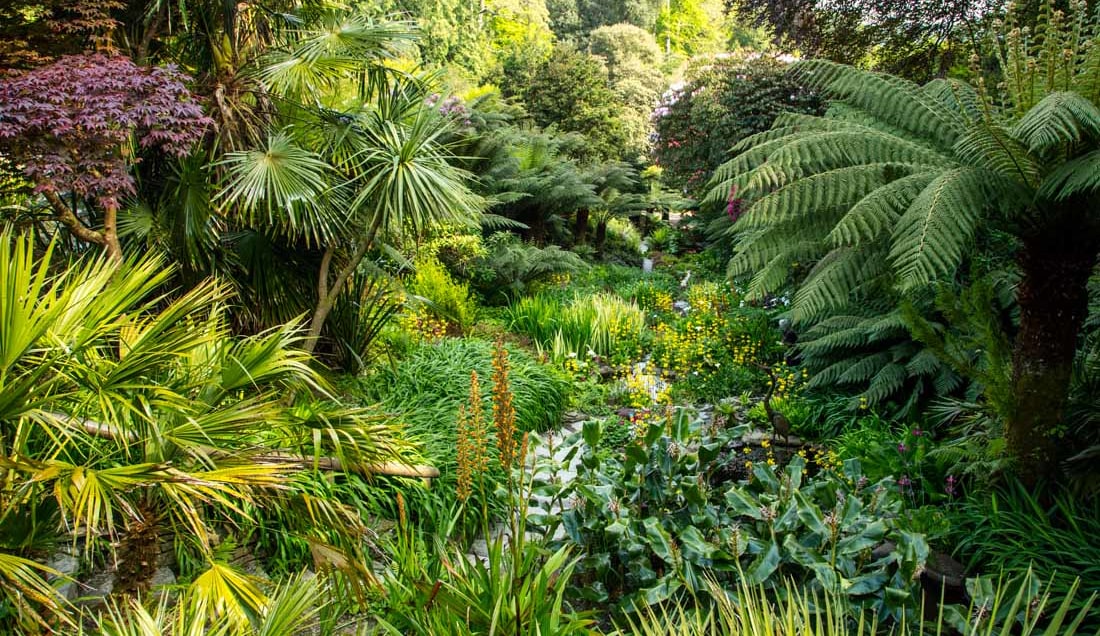 Explore Trebah Garden