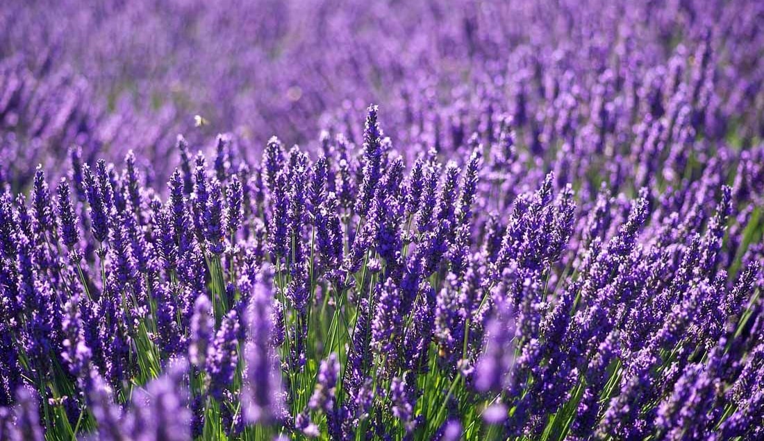 Visit a Jersey Lavender Farm