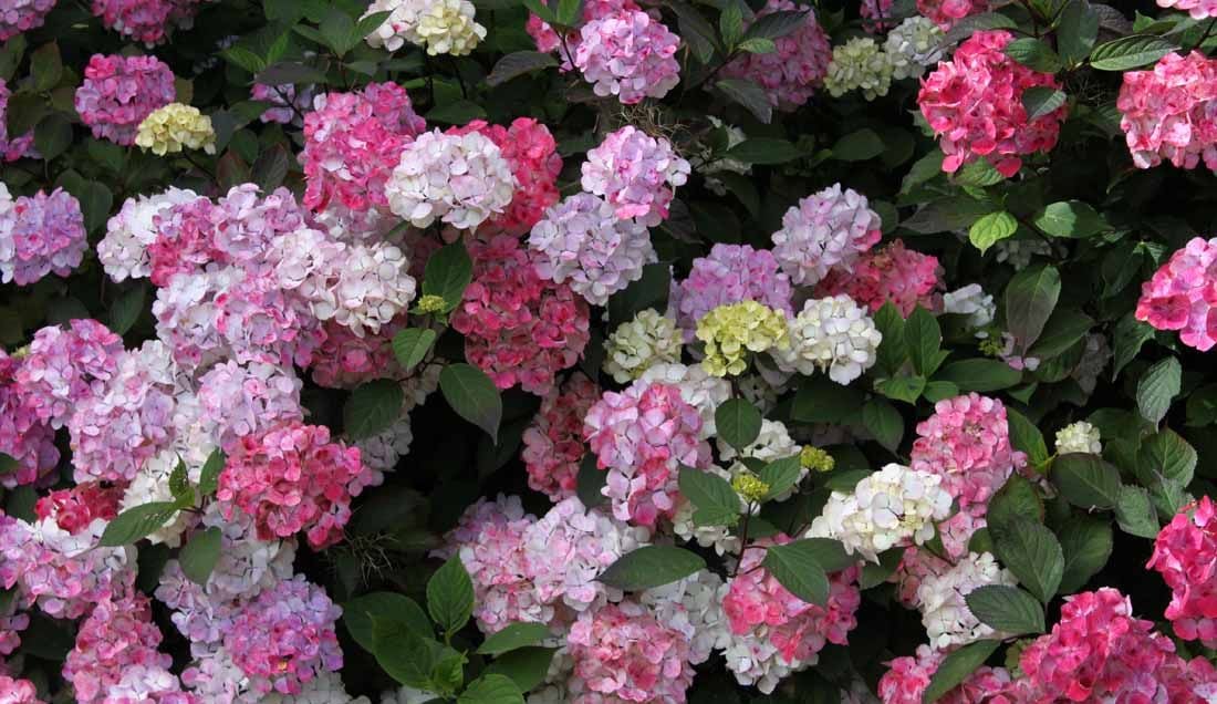 Colourful Hydrangeas