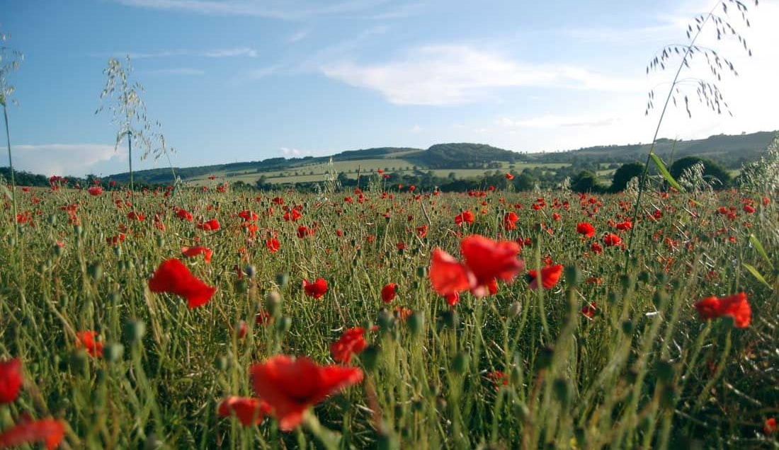 Discover the Cotswolds