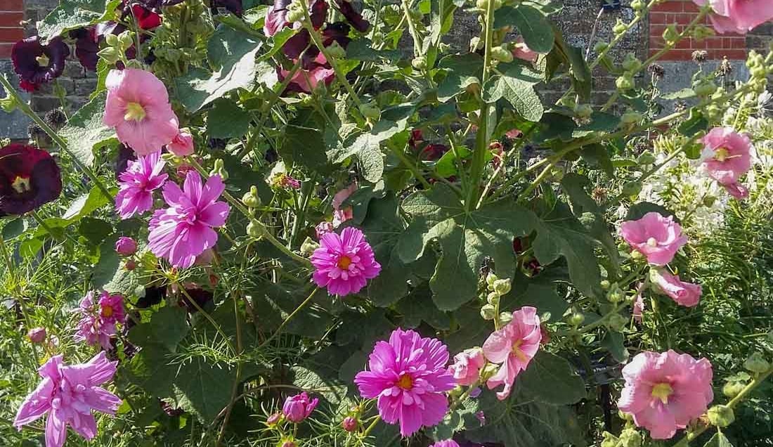 Hampton Court Palace Flower Show